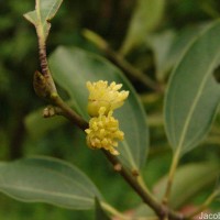 Neolitsea cassia (L.) Kosterm.